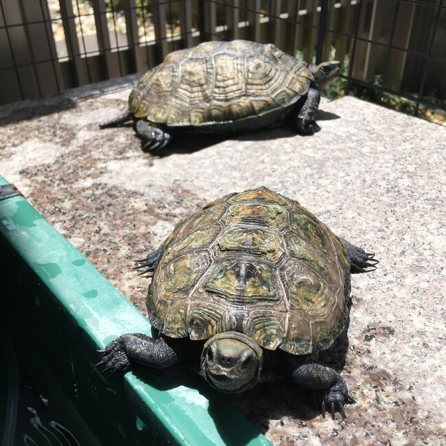イシガメ仙人のカバー写真