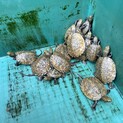 ニホンイシガメ赤ちゃん貰って下さい！