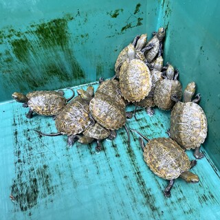 ニホンイシガメ赤ちゃん貰って下さい！