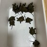ニホンイシガメ赤ちゃん貰って下さい！ サムネイル2