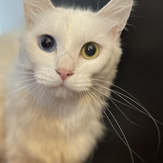 津軽、正式譲渡決定！ありがとうございました♥️