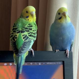 セキセイインコ メス２羽 推定1歳ぐらい