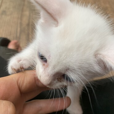 一番ちびっ子はスーパーわんぱく。警戒心０でニンゲンにもガンガンきます。