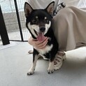 柴犬　優良血統の女の子　<　黒柴　＞
