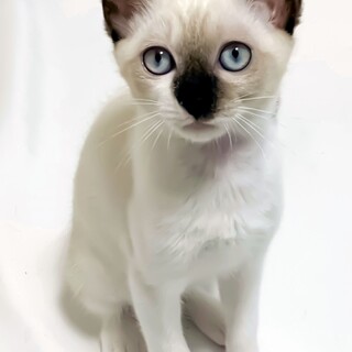 可愛い～❤️シャムMIXちゃんです=^_^=