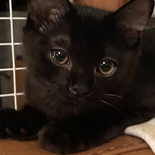 　❤️遊ぶの大好き❤️しっぽフサフサ男子ティディ