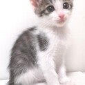 推定2ヶ月元気いっぱいキジ白子猫