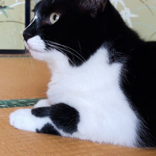 懐っこい白黒さん