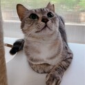 美人！頑張って子育てした若いママ猫「たお」ちゃん
