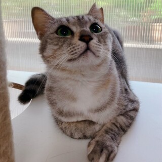 美人！頑張って子育てした若いママ猫「たお」ちゃん