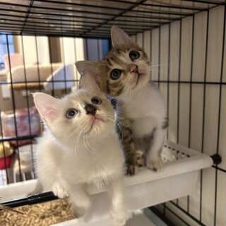 2ヶ月可愛い兄妹