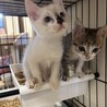 2ヶ月可愛い兄妹 サムネイル2