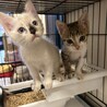 2ヶ月可愛い兄妹 サムネイル3