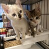 2ヶ月可愛い兄妹 サムネイル4