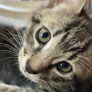 ✳︎キジトラ✳︎ 津山から