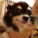 おだやか　チワワ　ちょびちゃん