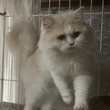 可愛いラガマフィン！