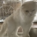 可愛いスコテッシュちゃん！