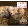 カラーハムスター メス 約2ヶ月
