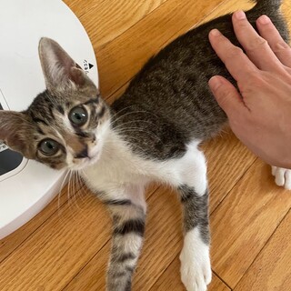 ぼくの家族になってください