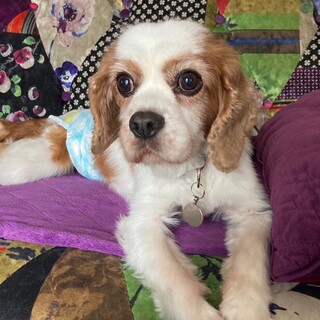 ブレンハイム甘えん坊で穏やかシニア　ギャビ―くん　