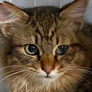 人なつっこくておとなしい ルッカくん