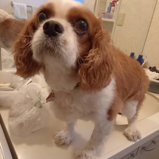 愛嬌たっぷりブレンハイム　ハリーくん　9歳