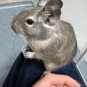 人懐っこいデグーブルー♂