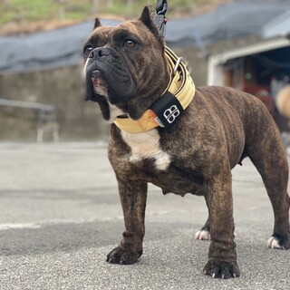 ブリーの女の子大事に育ててくれる方に