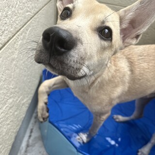 不思議な毛色7ヶ月の子犬すいちゃん