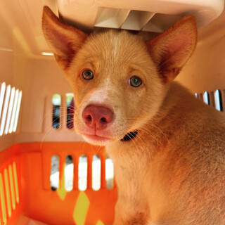 ブルーの瞳の穏やかな子犬