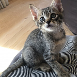  よく遊び、時に甘えん坊なラムネくん