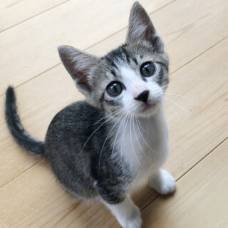  つぶらなお目目が可愛いみぞれちゃん