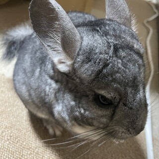 チンチラ〈男の子〉 