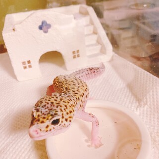 里親募集終了しました