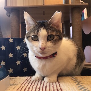 おとなしくて可愛いキジ白そらちゃん