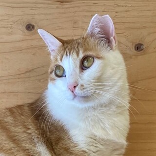 上品な茶白エリカ様