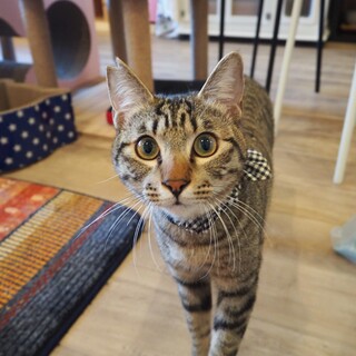 やんちゃ可愛いキジ猫おらん君