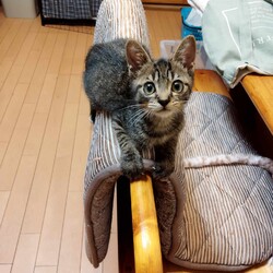 in瀬戸物祭り☆何と子猫が50匹～子猫の大祭！☆2023年9月10日（日）～ ちーむ にゃいんず