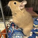 デグー2歳