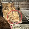デグー2歳 サムネイル2