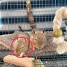 デグー2歳 サムネイル3