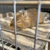 デグー2歳 サムネイル4
