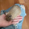 デグー2歳 サムネイル5