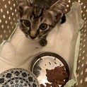 里親さん決まりました。有難うございました。