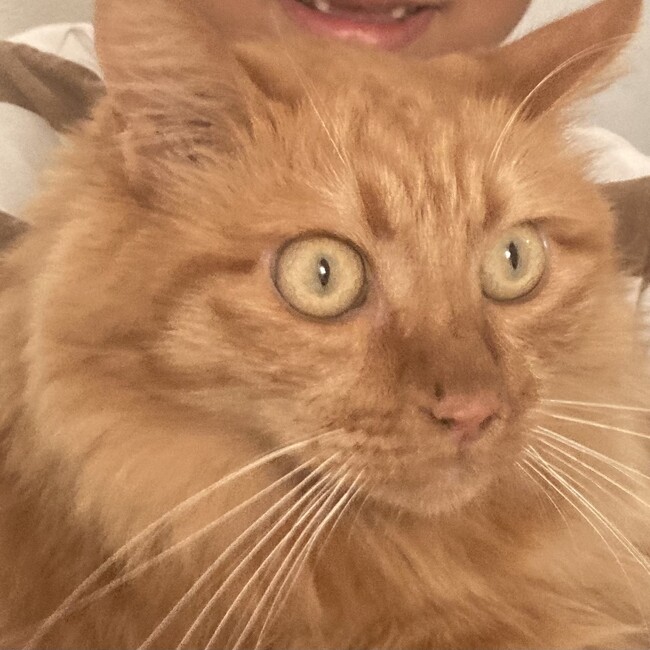 cheesecoのカバー写真