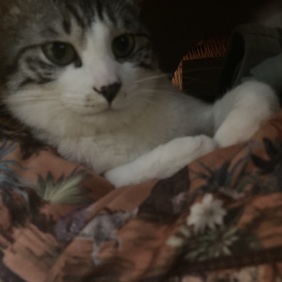 anyastasiaのカバー写真