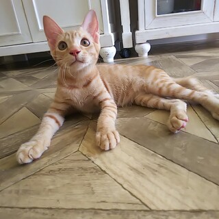 屋久島生まれ♡笑顔がかわいい茶トラのジル君