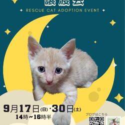 ごんまるキャット猫の譲渡会