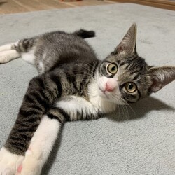 ごんまるキャット猫の譲渡会 サムネイル2